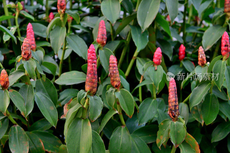 螺旋形Costus /螺旋形姜